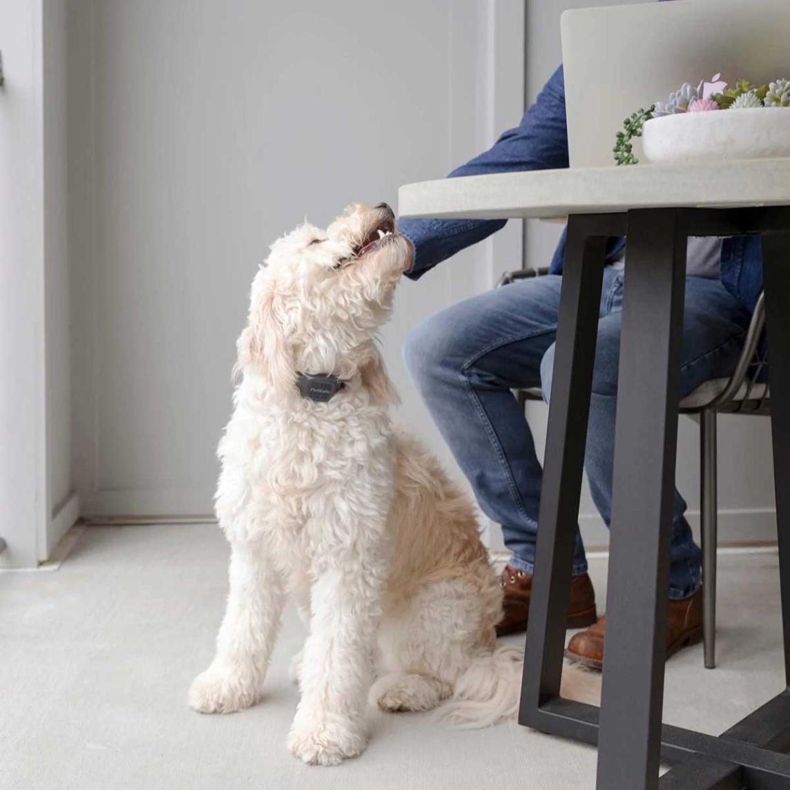 PetSafe Audible Bark Collar ultraääni-haukunestopanta