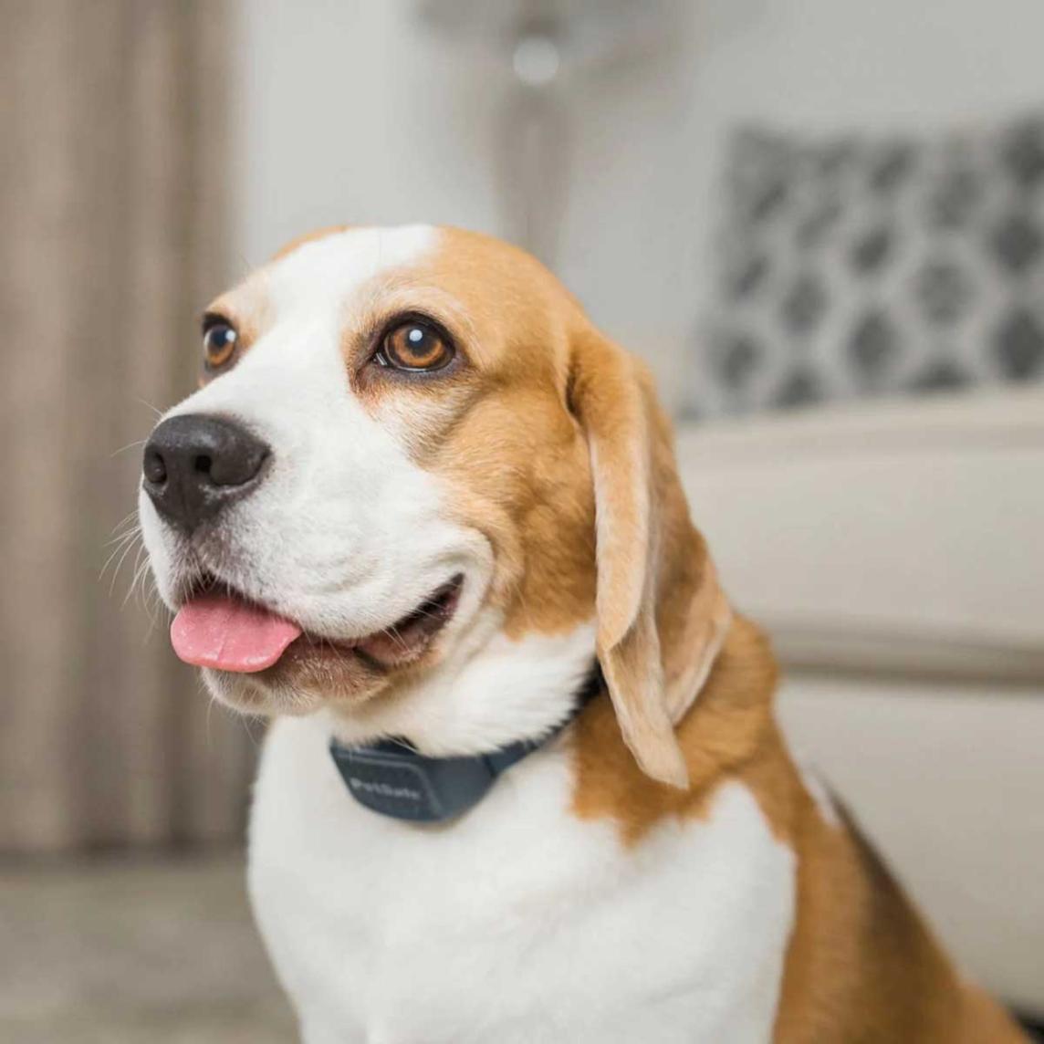 PetSafe Audible Bark Collar ultraääni-haukunestopanta